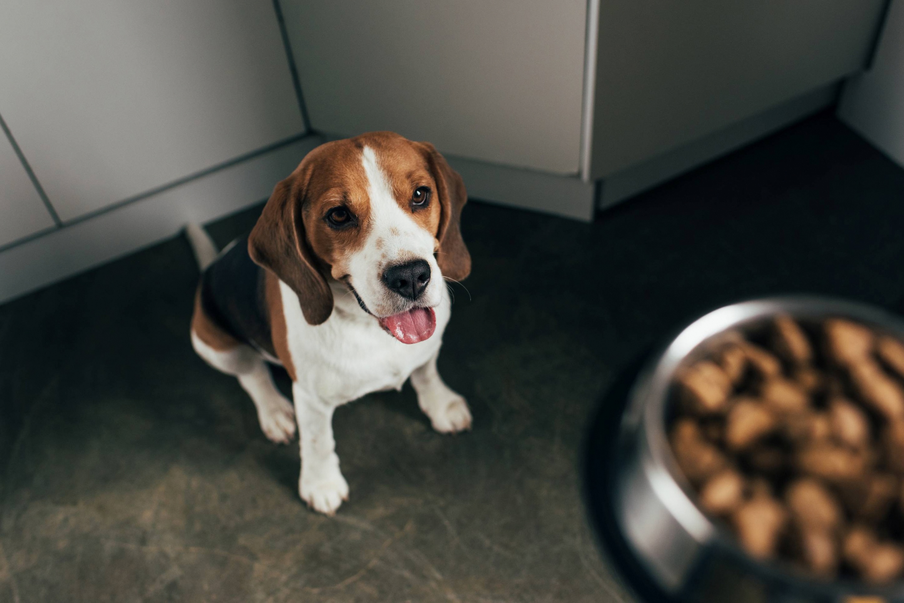 Dog feeding time