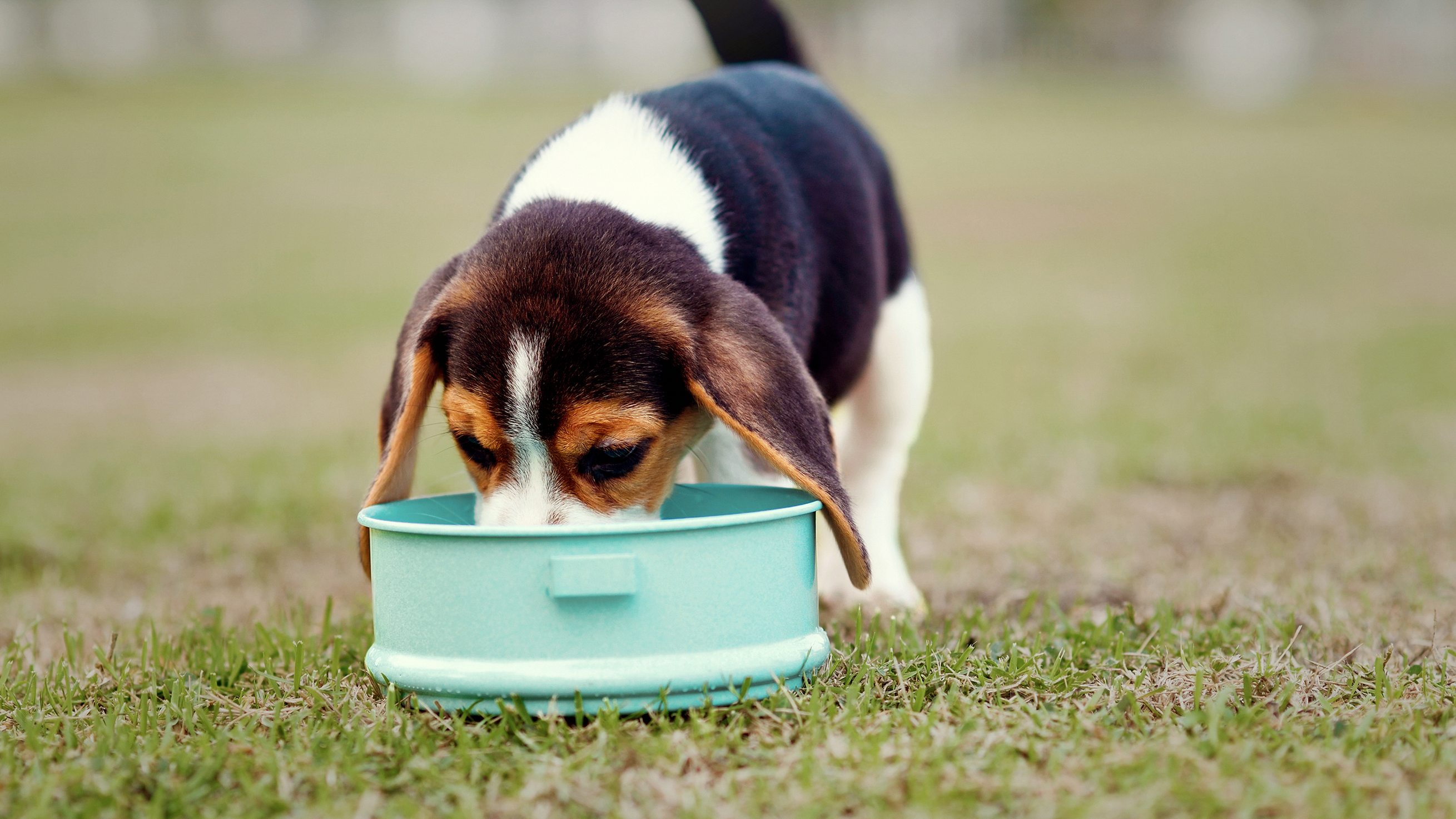 Happy puppy playing